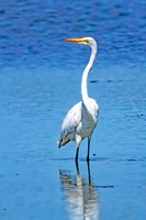 Great Egret