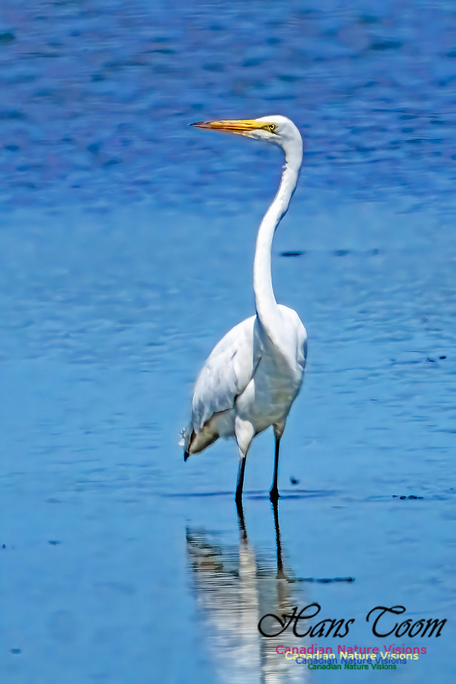 Great Egret 650 copy