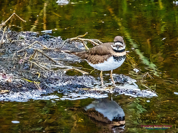 Killdeer 100