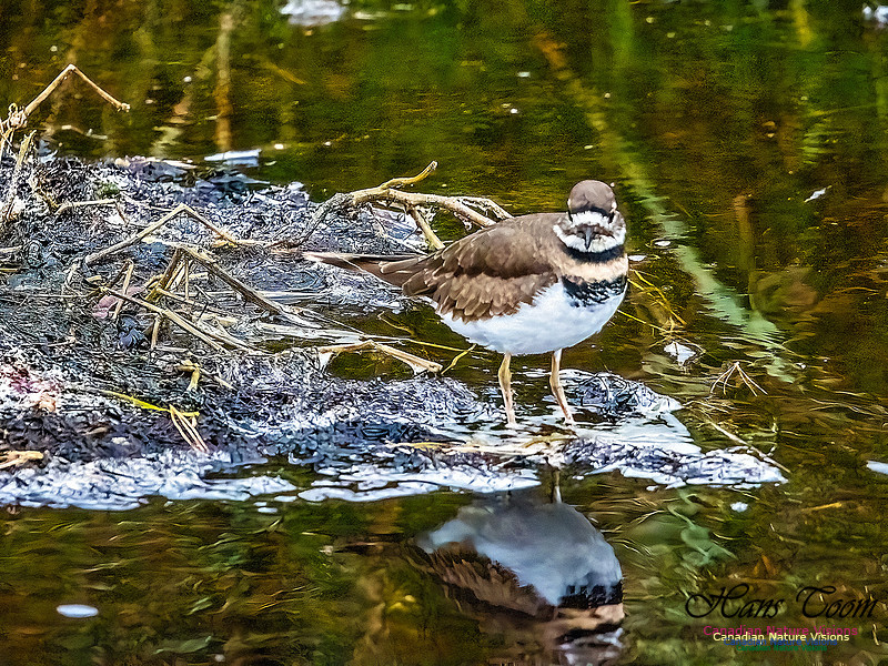 Killdeer 100