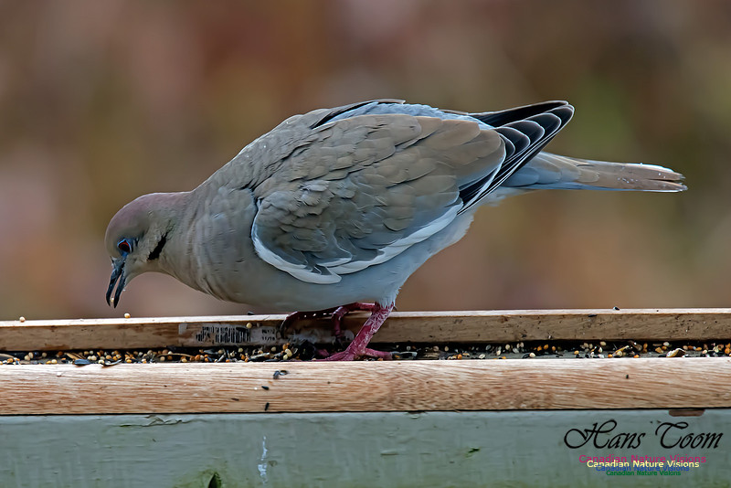 White-winged Dove