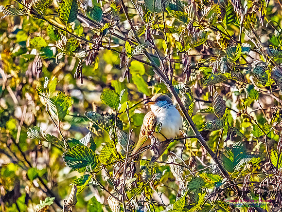 Yellow-billed Cuckoo 104