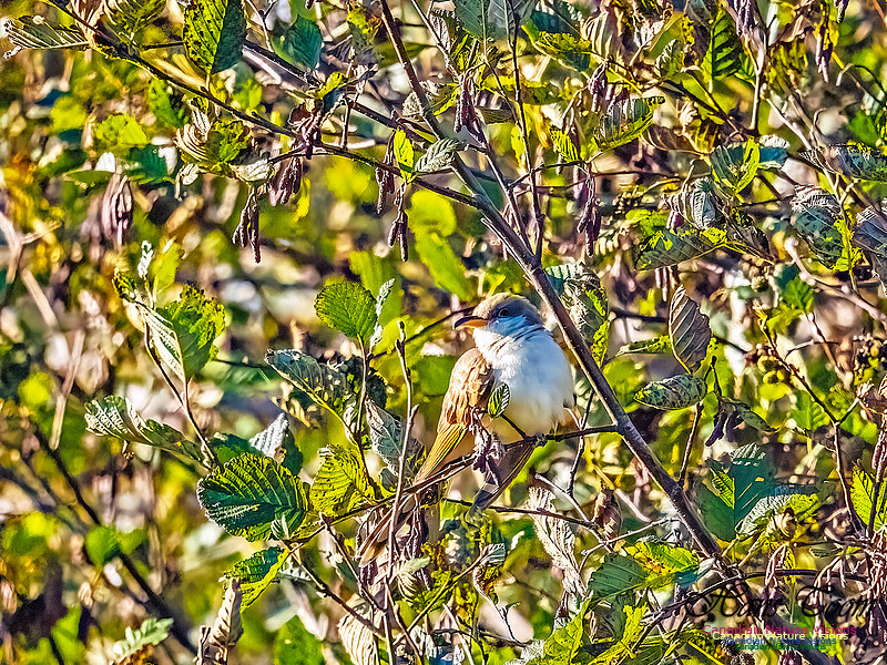 Yellow-billed Cuckoo 104