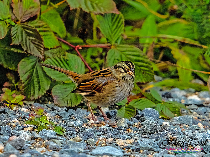 Swamp Sparrow 807