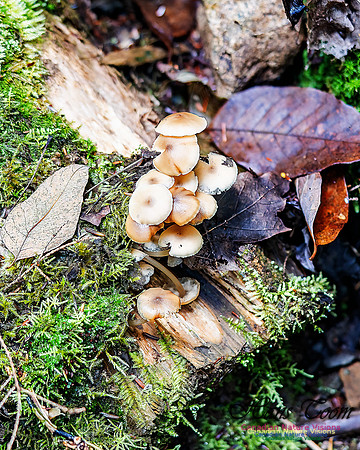 Fungus Walk In the Woodland 116