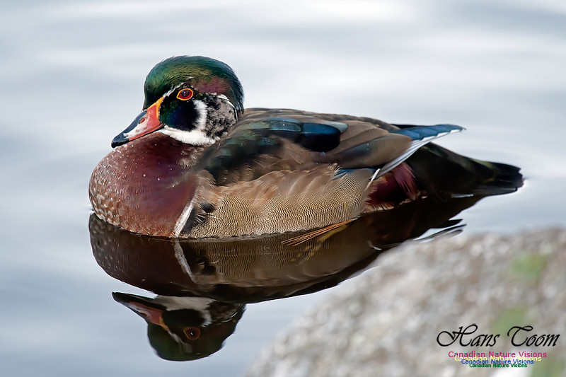 Wood Duck