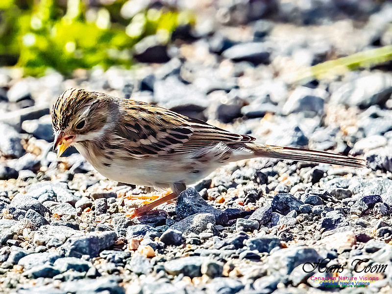 Clay-coloured Sparrow 102