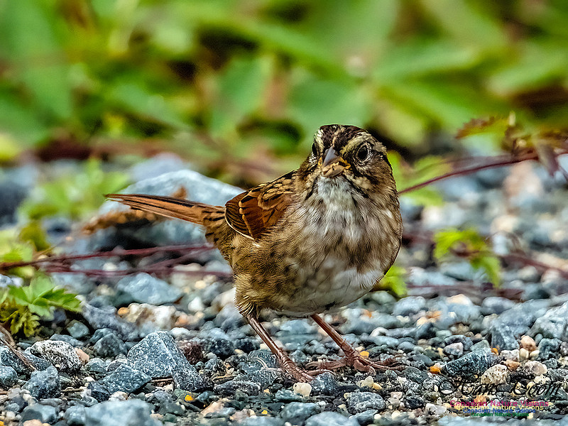 Swamp Sparrow 105