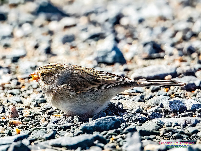 Clay-coloured Sparrow 105