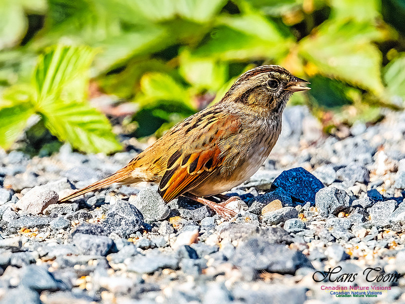 Swamp Sparrow 153
