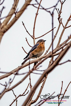 Eastern Bluebird 813