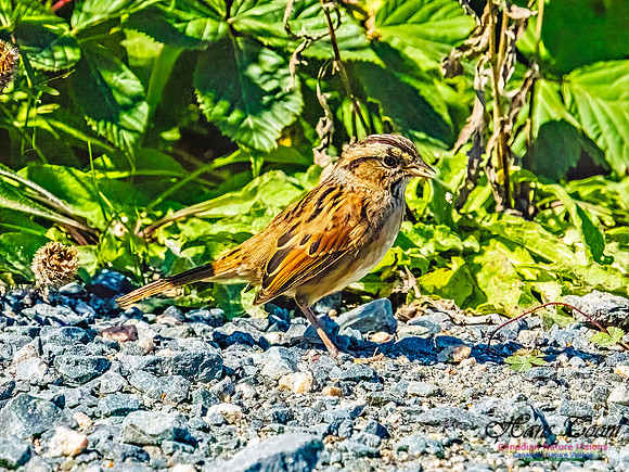Swamp Sparrow 152