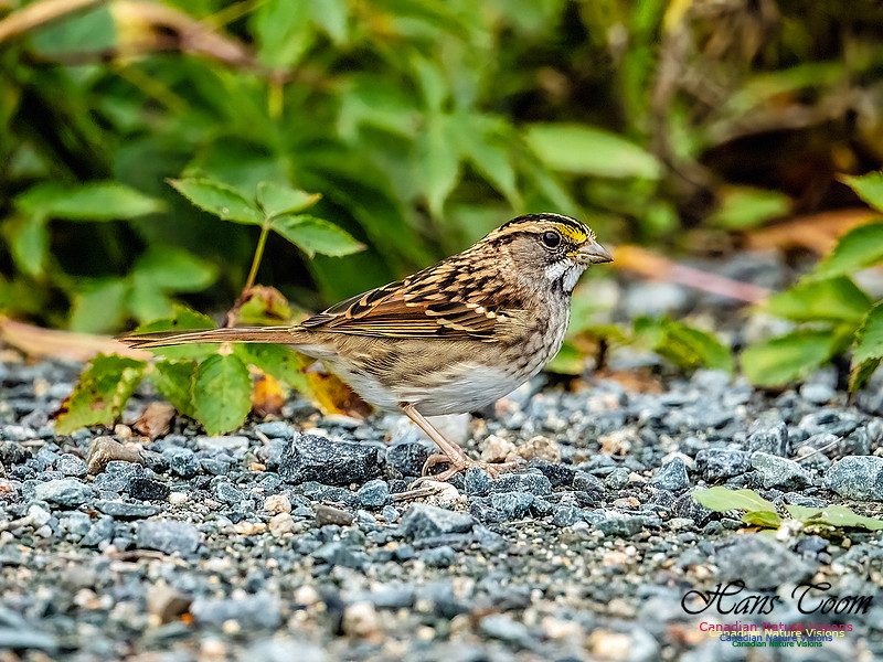 White-throated Sparrow 105