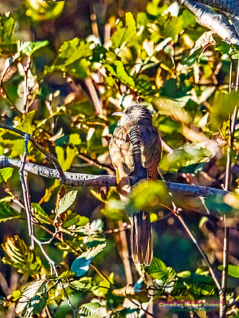 Yellow-billed Cuckoo 108