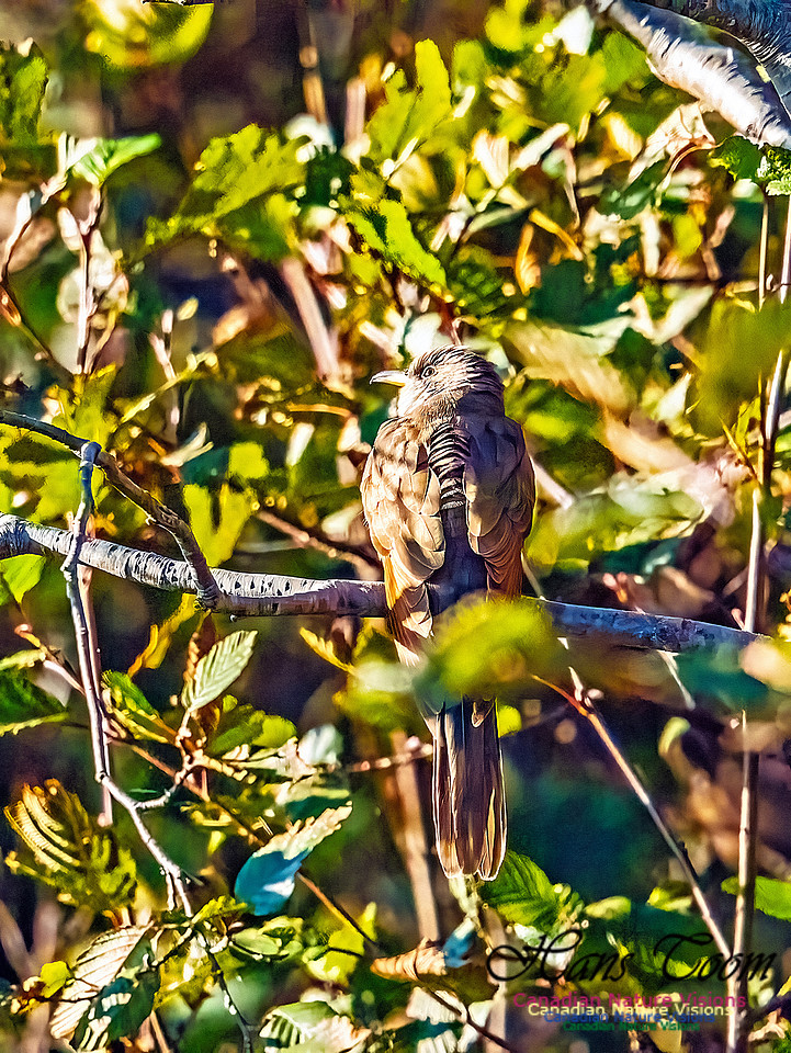 Yellow-billed Cuckoo 108