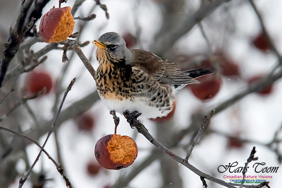 Fieldfare
