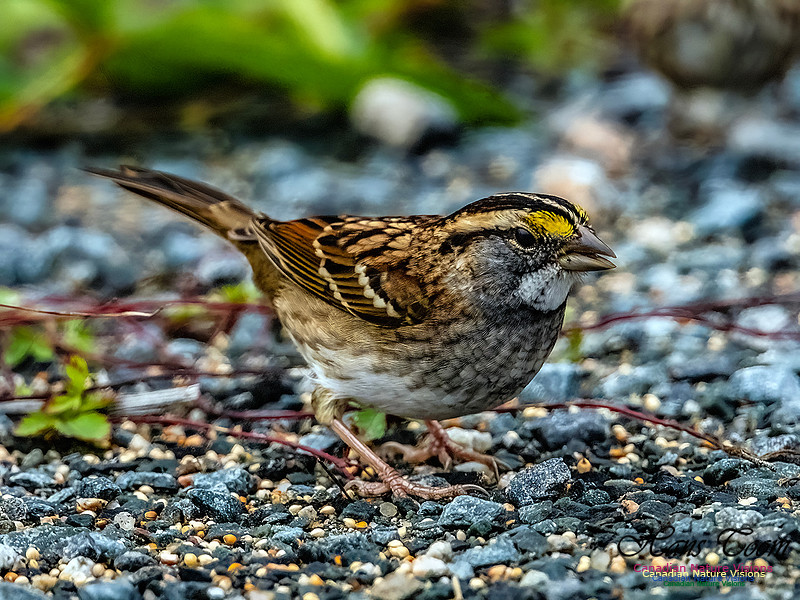 White-throated Sparrow 102