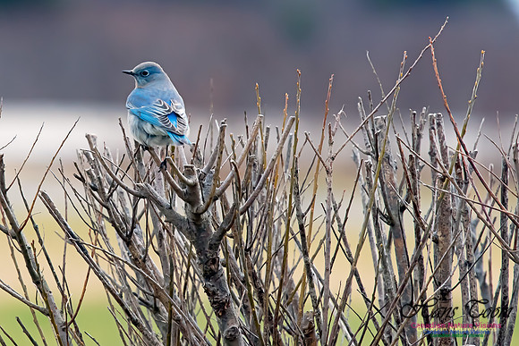 Mountain Bluebird