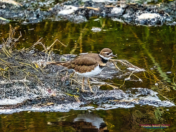 Killdeer 105