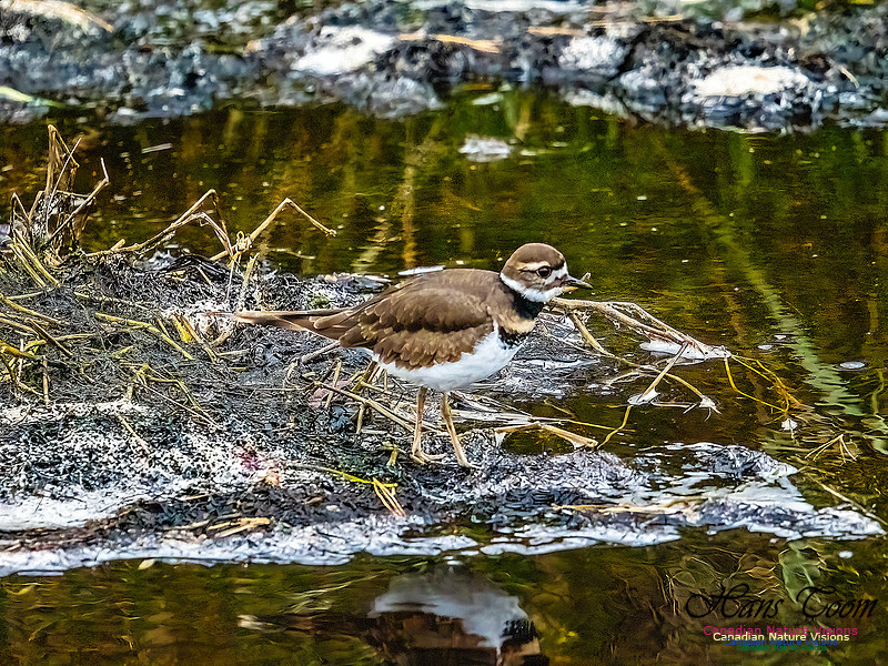 Killdeer 105