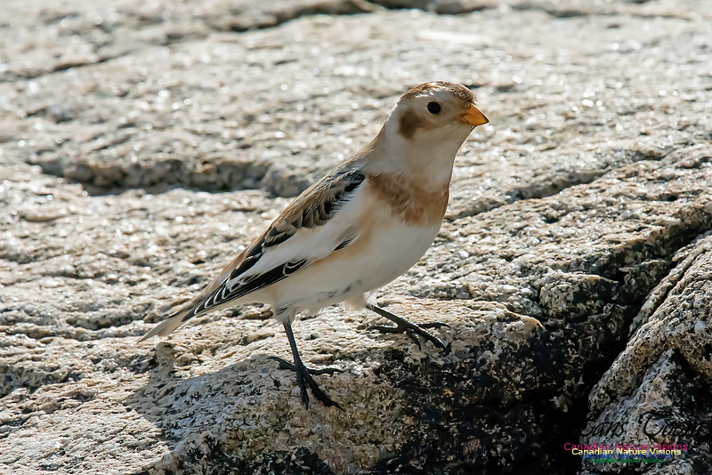 Snow Bunting