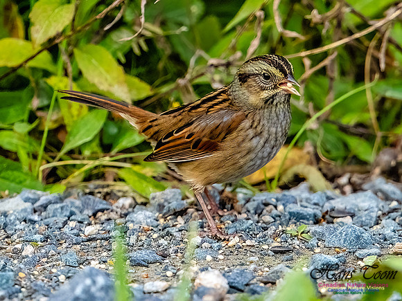 Swamp Sparrow 802