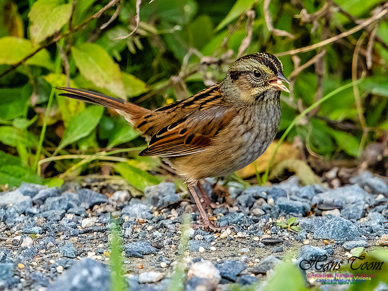 Swamp Sparrow 802