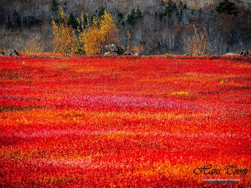 Nova Scotia in Fall 231