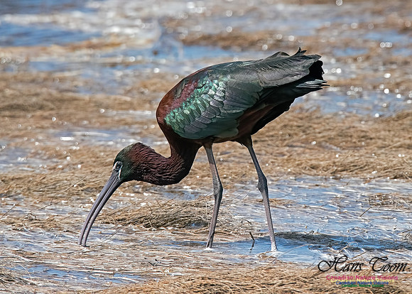 Glossy Ibis 1