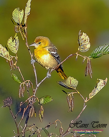 Yellow-throated Vireo 103