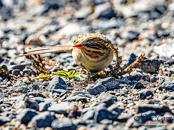 Clay-coloured Sparrow 117