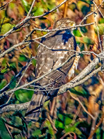 Yellow-billed Cuckoo and Sharp-shinned Hawk