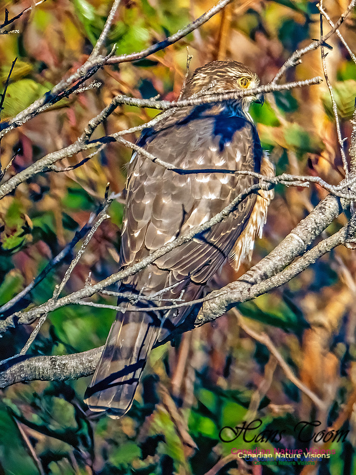 Sharp-shinned Hawk 100