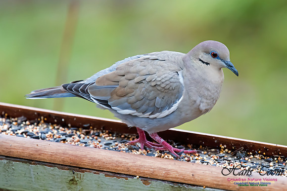 White-winged Dove