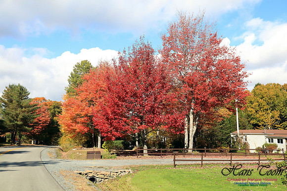FallColours2016-1033