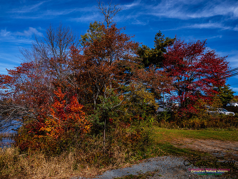 Nova Scotia in Fall 233
