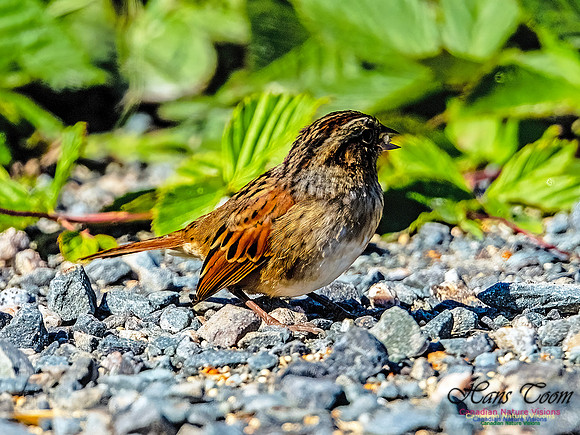 Swamp Sparrow 154