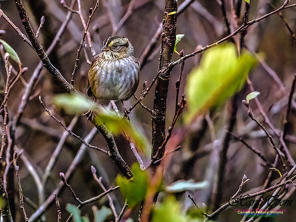 Clay-coloured Sparrow 352