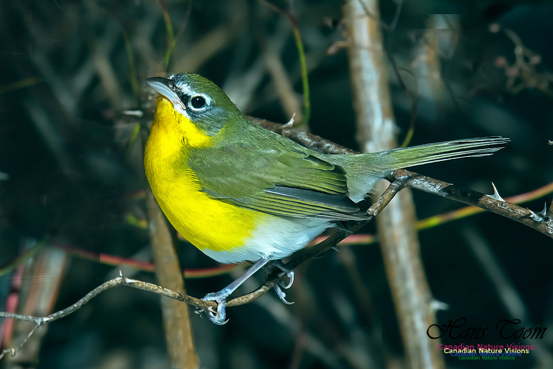 Yellow-breasted Chat
