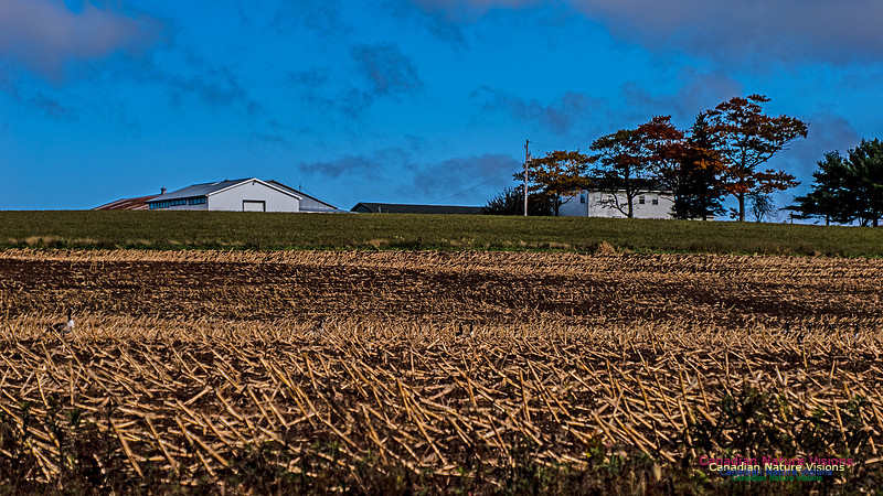 Nova Scotia in Fall 262