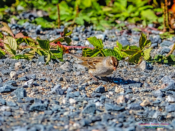 White-crowned Sparrow 155
