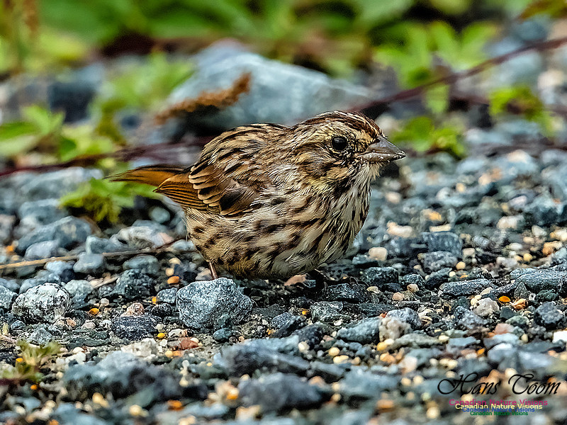 Song Sparrow 102