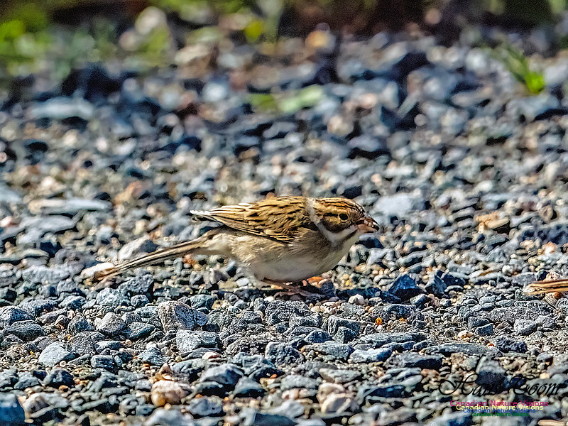 Clay-coloured Sparrow 110