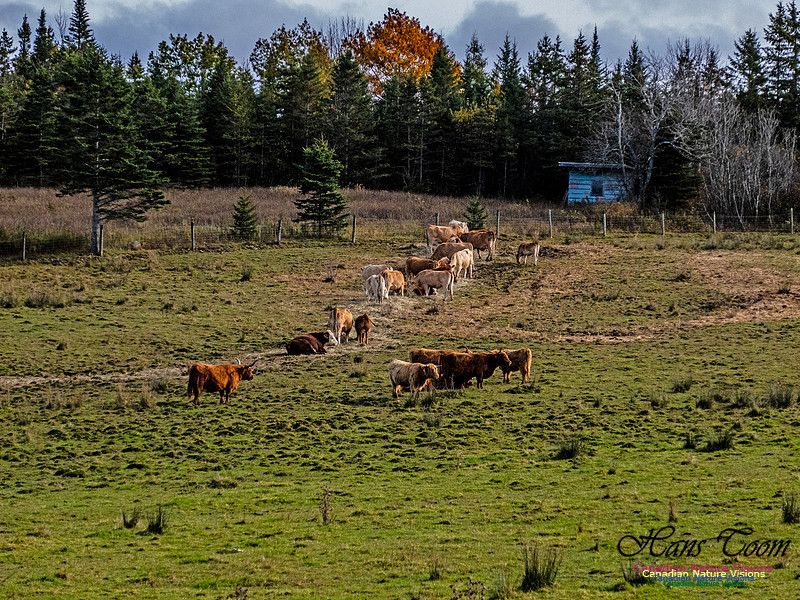 Nova Scotia in Fall 265