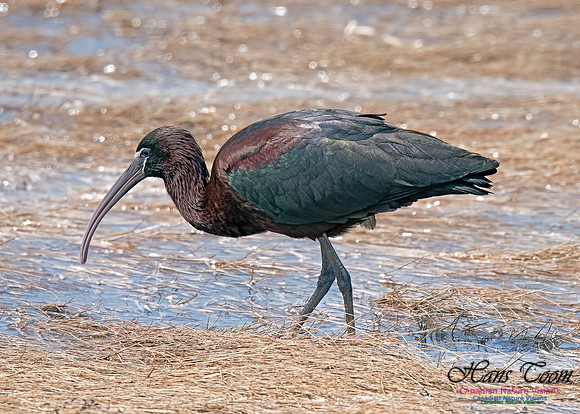 Glossy Ibis 15