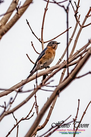 Eastern Bluebird 814