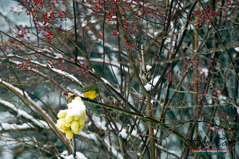 Yellow-breasted Chat