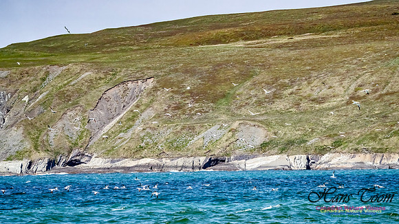 St. Vincent Whales and Gannets 109
