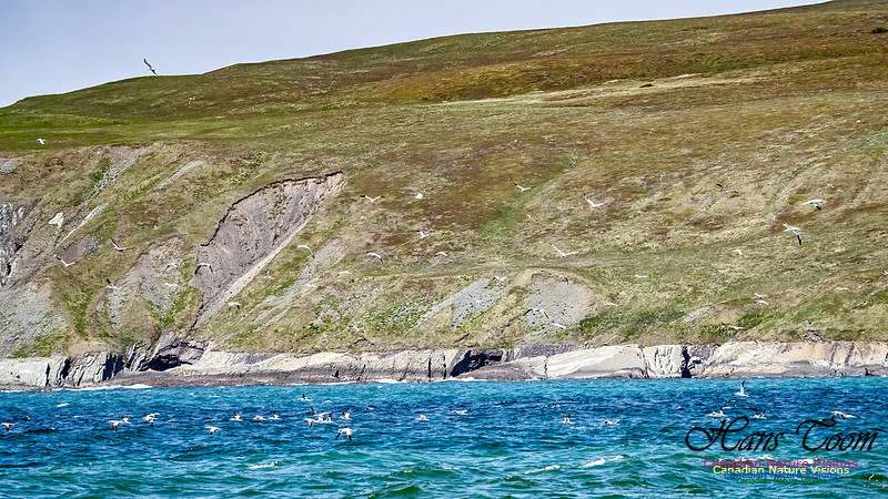 St. Vincent Whales and Gannets 109