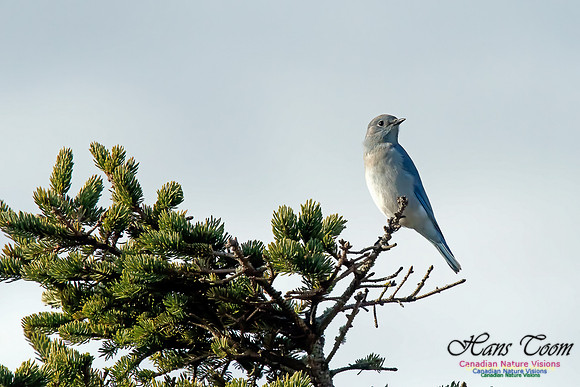 Mountain Bluebird
